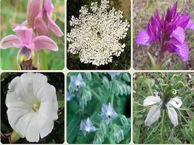 Ciclo: Las plantas, las flores y sus usos, con Francisco Valle Tendero